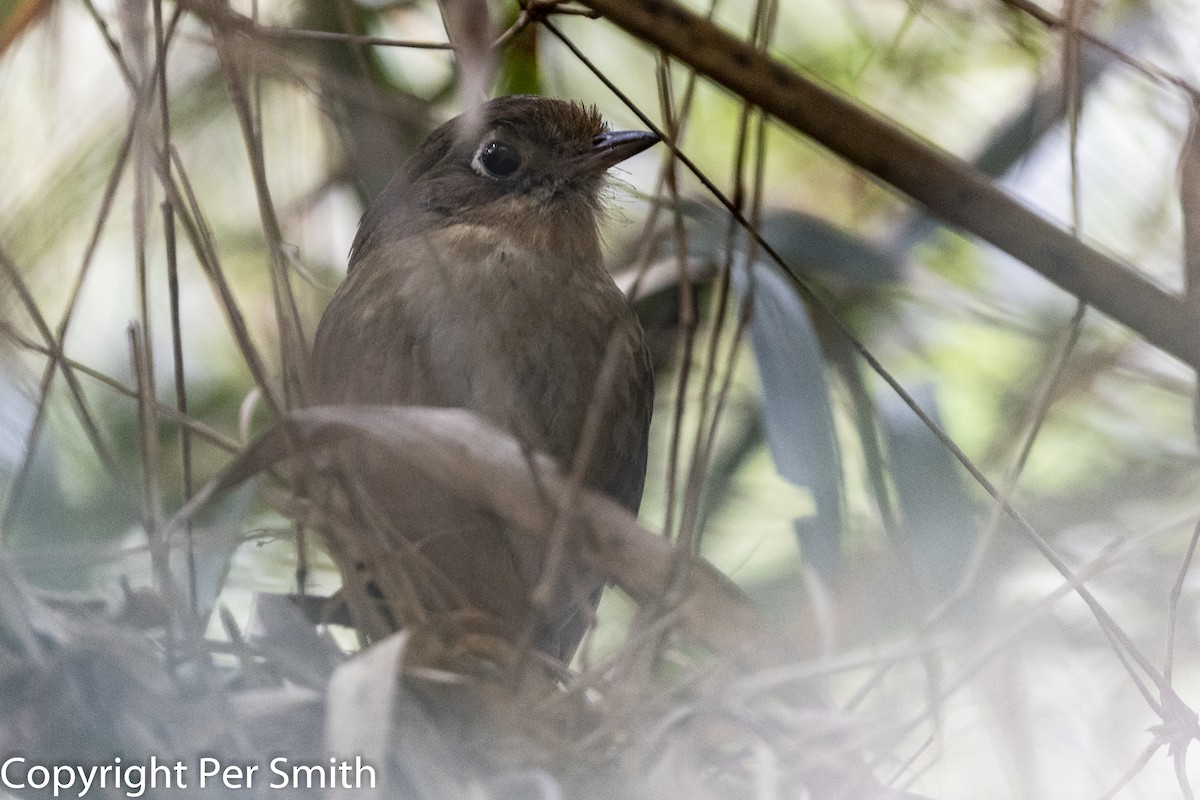 Perija Antpitta - Per Smith