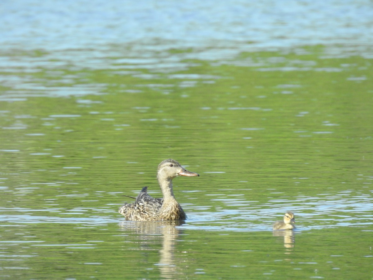 Mallard - ML169043561