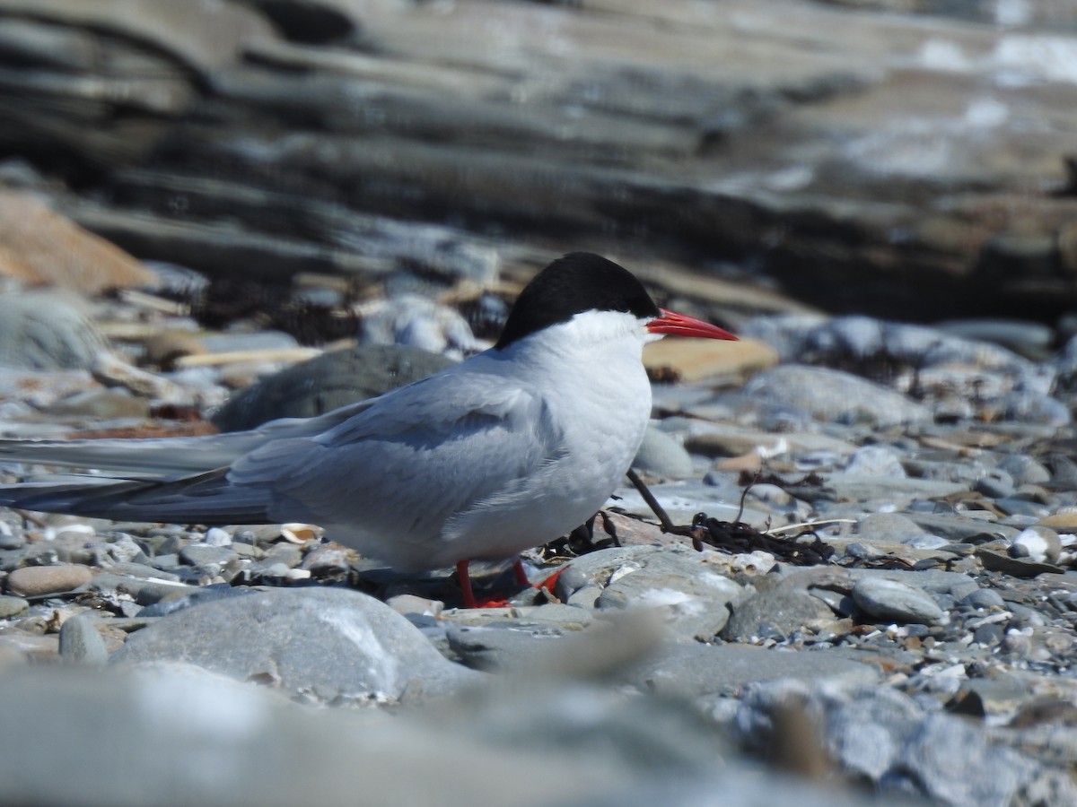 Arctic Tern - ML169044181