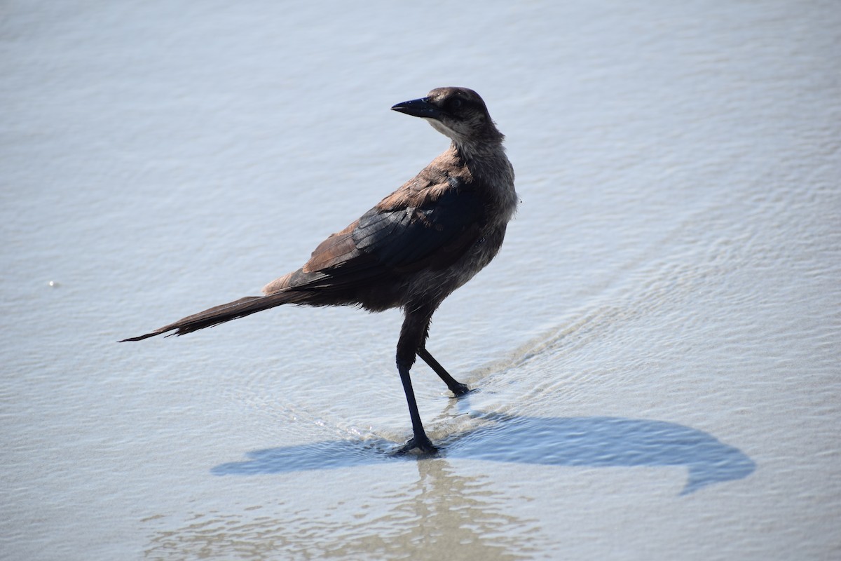 grackle sp. - Silas Powell