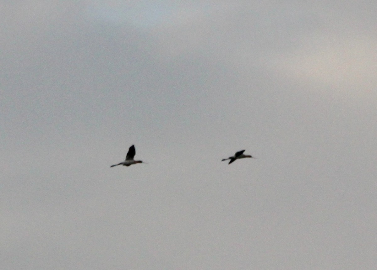 American Avocet - ML169044941