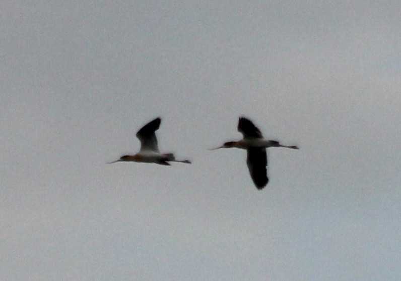 American Avocet - ML169044951