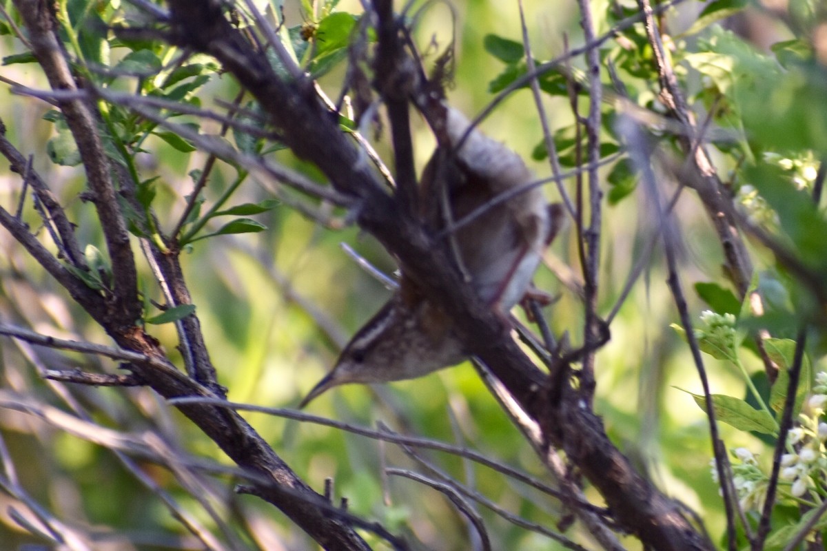 Marsh Wren - ML169046081