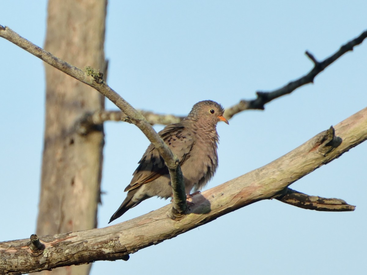 Common Ground Dove - ML169046561