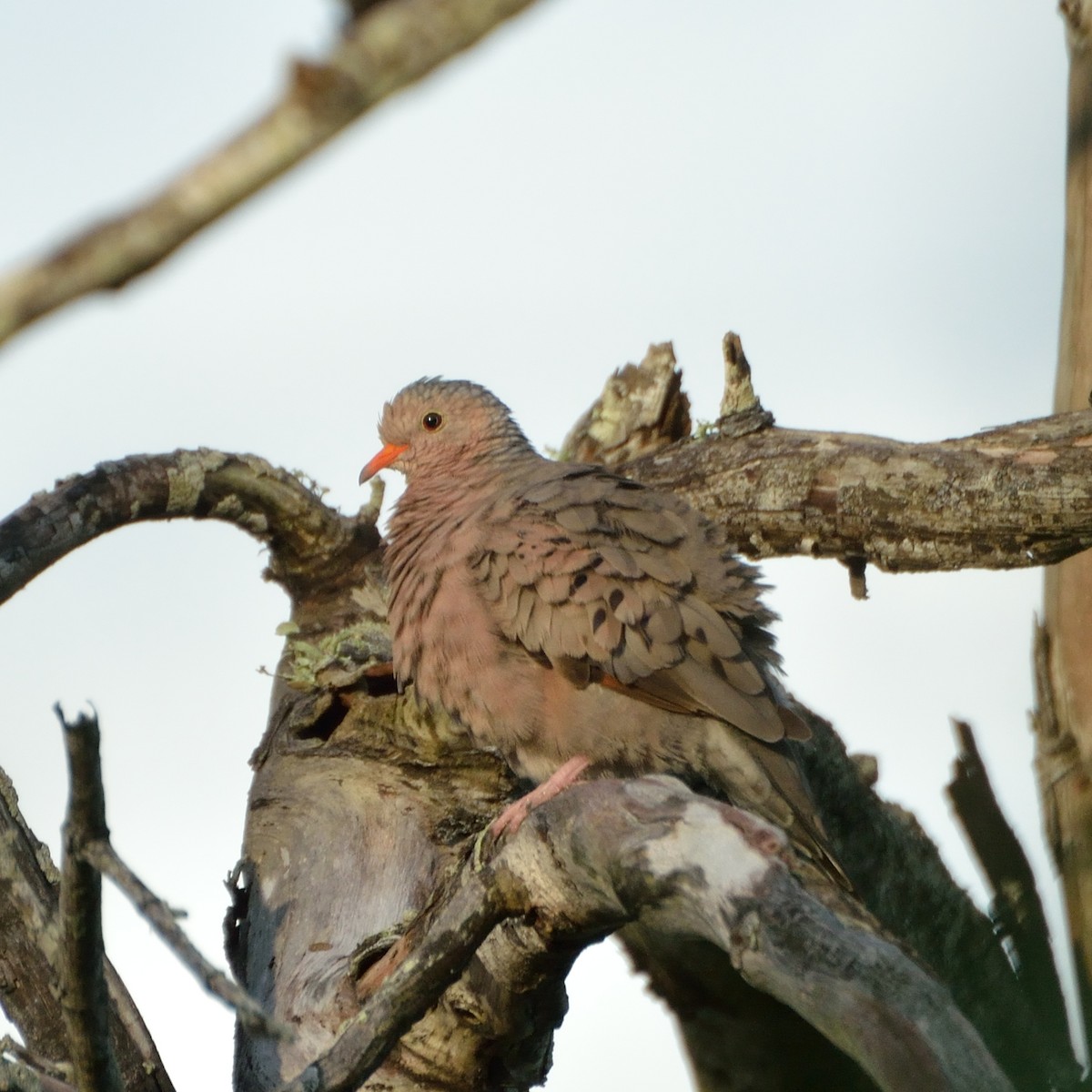 Common Ground Dove - ML169046731