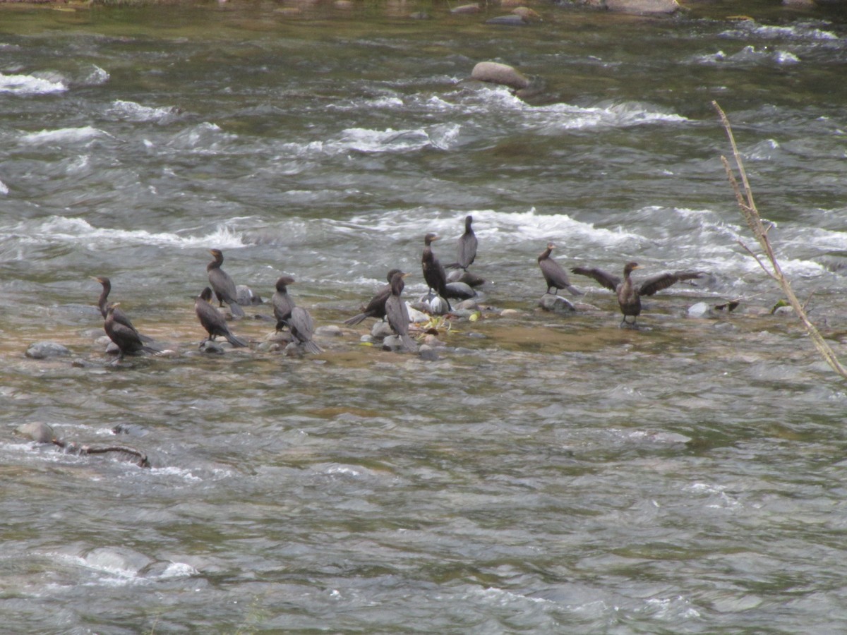 Neotropic Cormorant - ML169046891