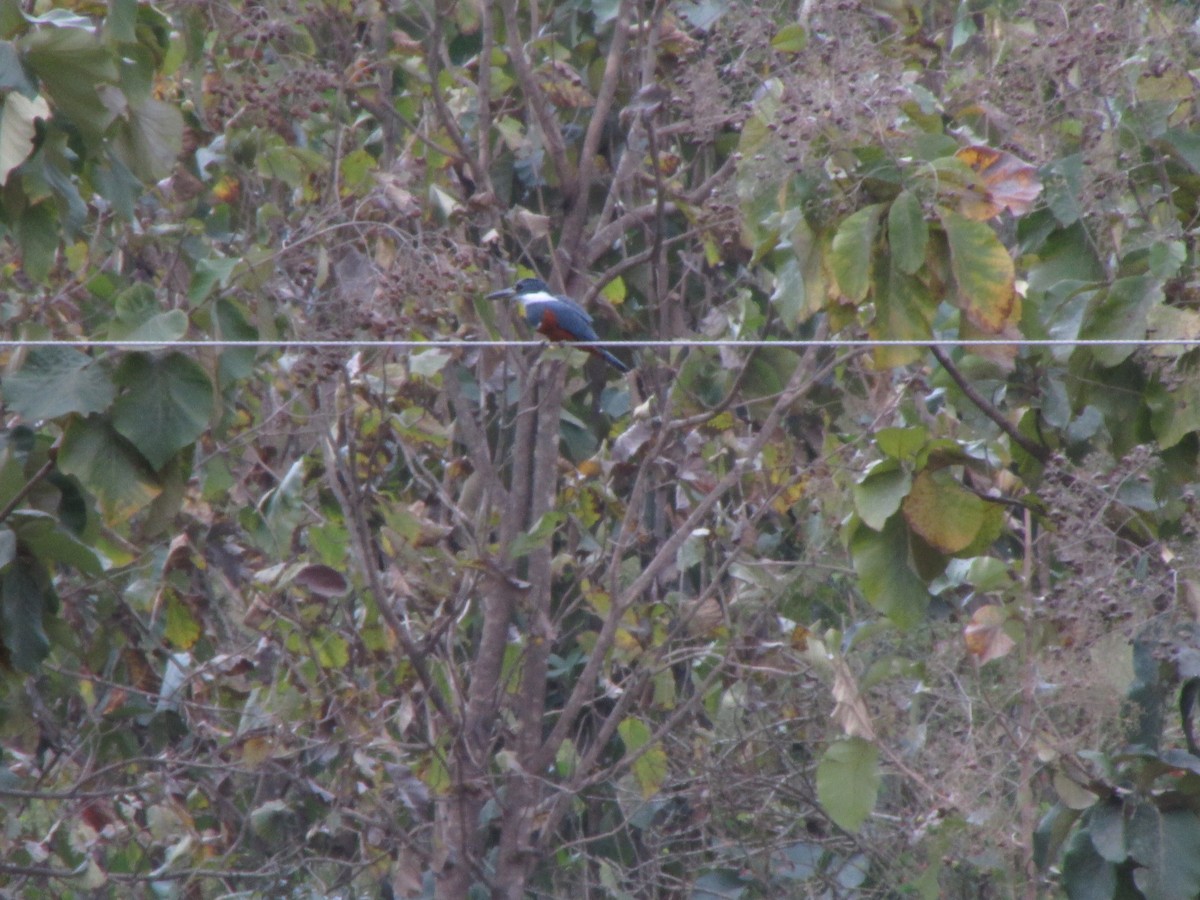 Ringed Kingfisher - ML169047191