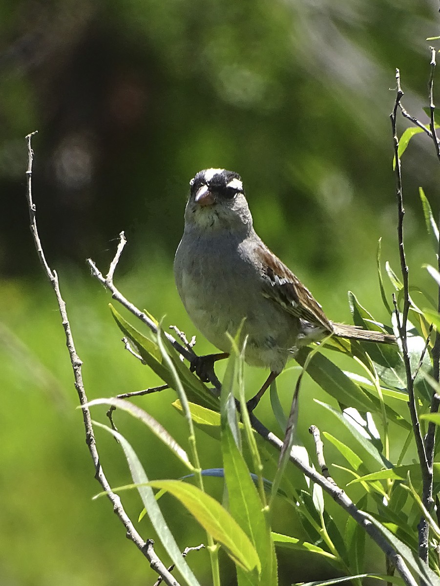 Bruant à couronne blanche (oriantha) - ML169047281