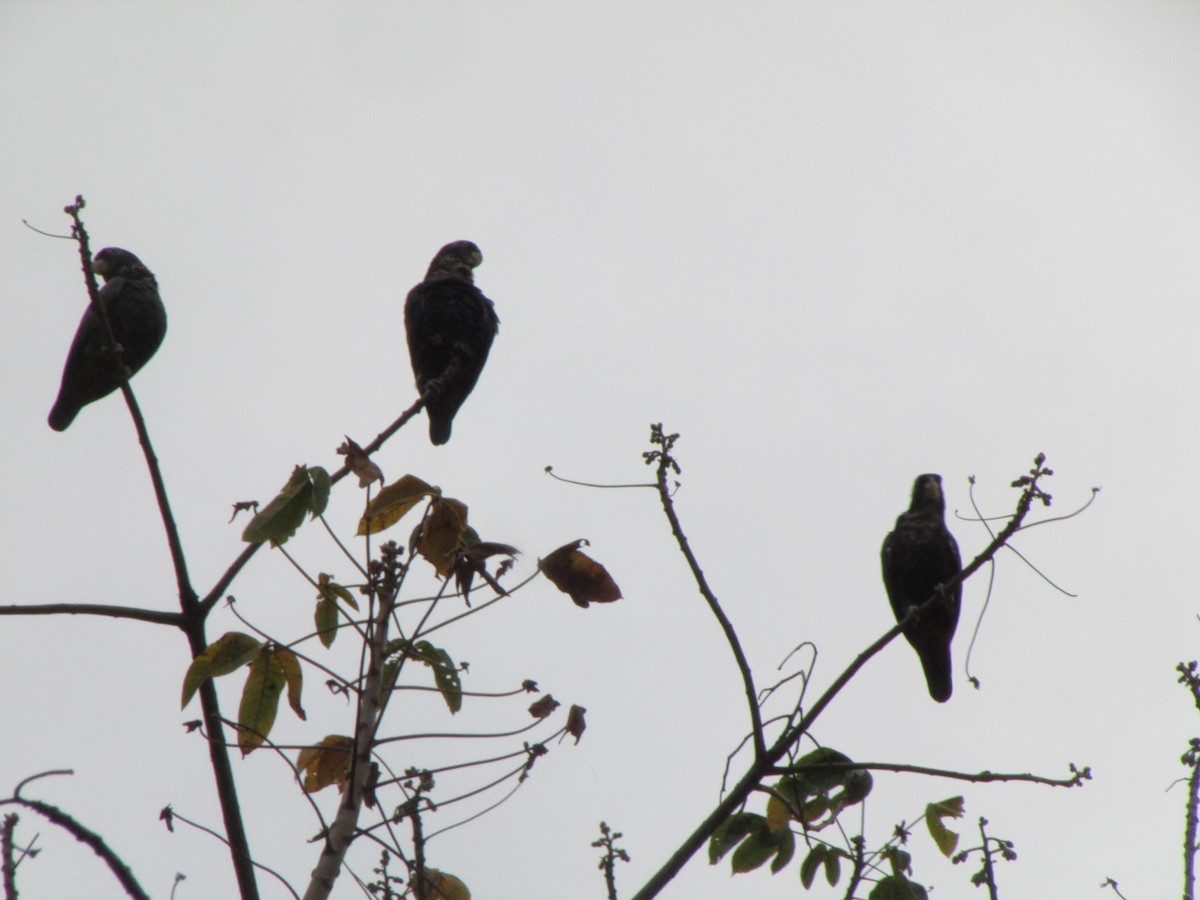 Bronze-winged Parrot - Ariel Jiménez