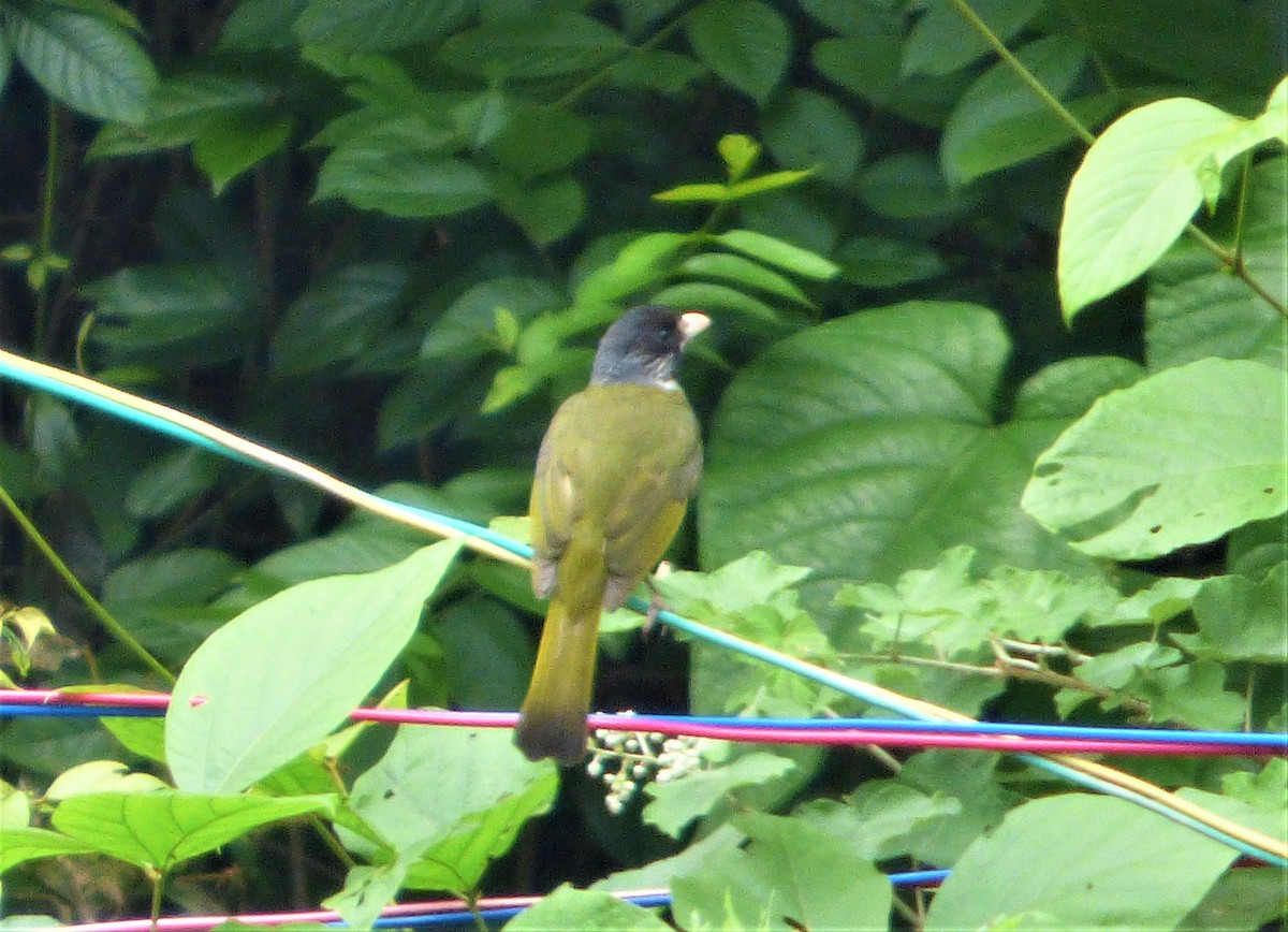 Collared Finchbill - ML169048521