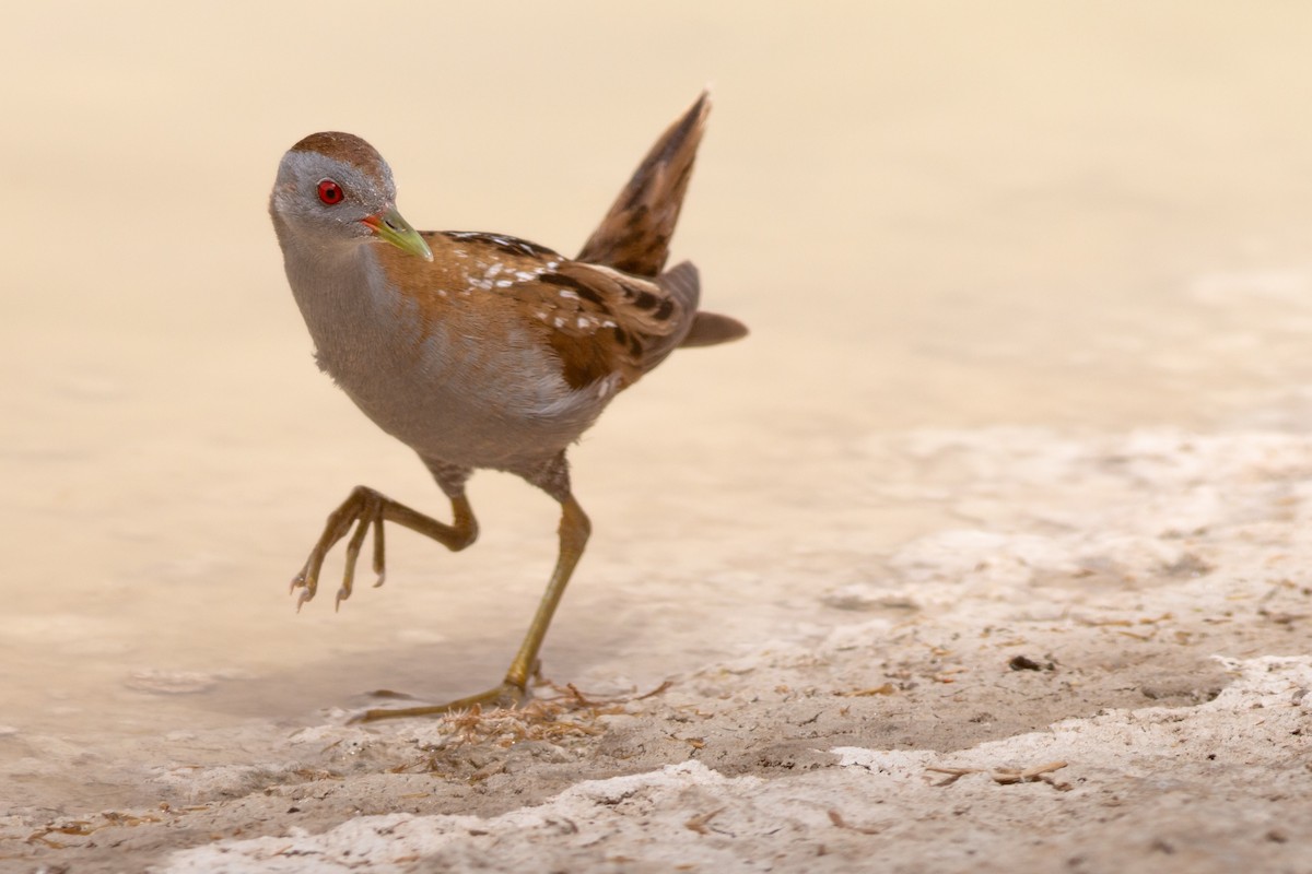 Little Crake - ML169050691