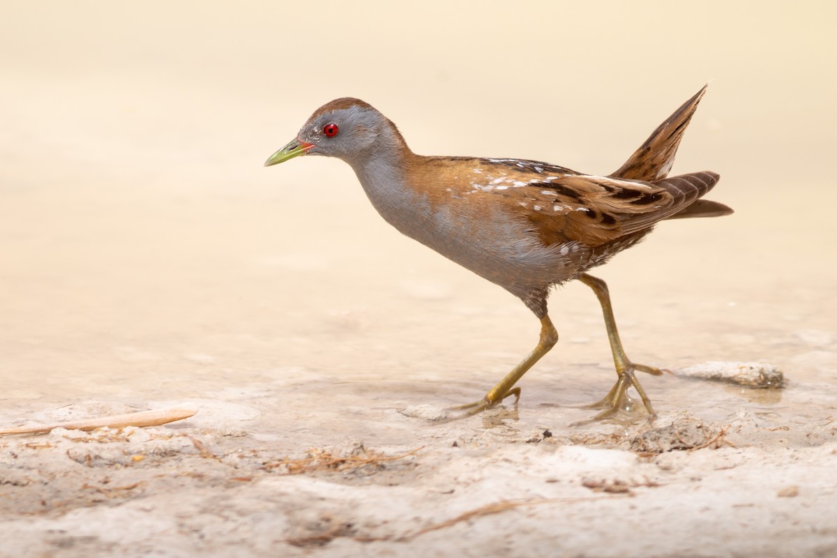 Little Crake - ML169050711