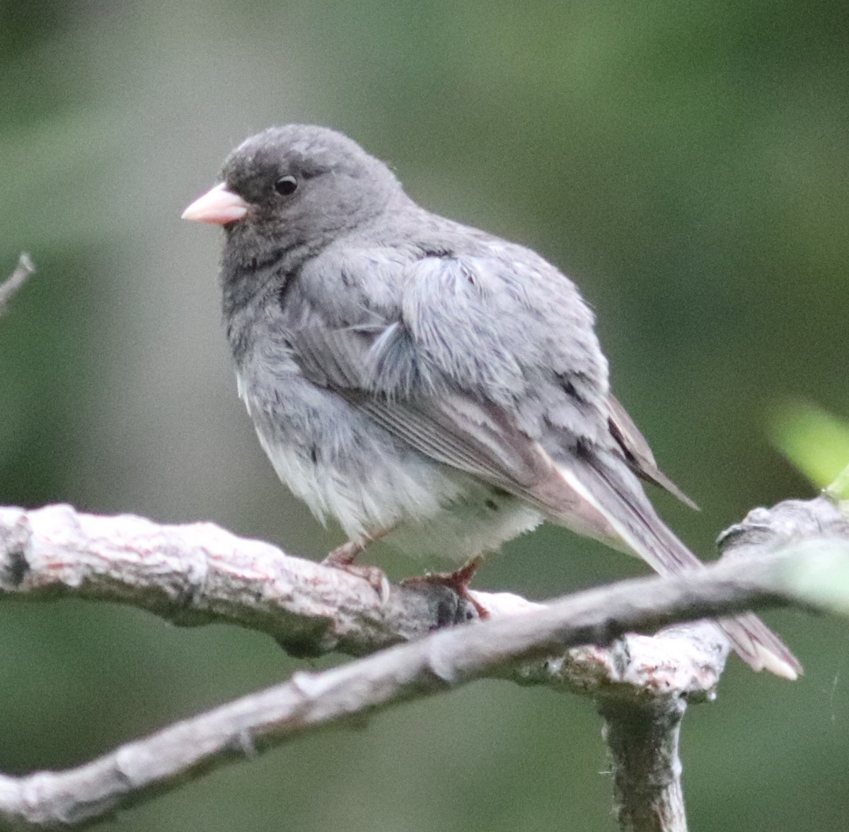 Dark-eyed Junco - ML169050891