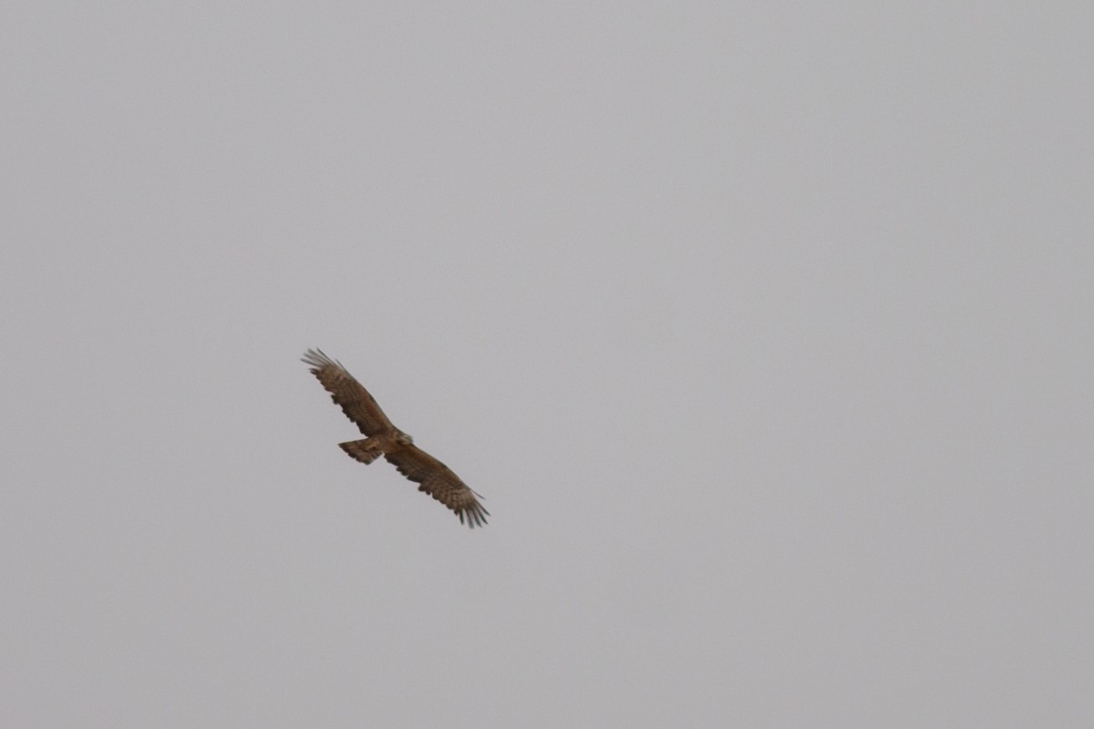 Oriental Honey-buzzard - ML169052001