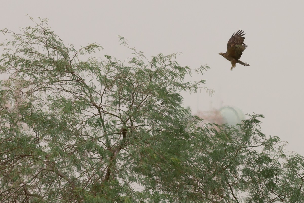 Oriental Honey-buzzard - ML169052031