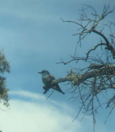 European Roller - ML169052411