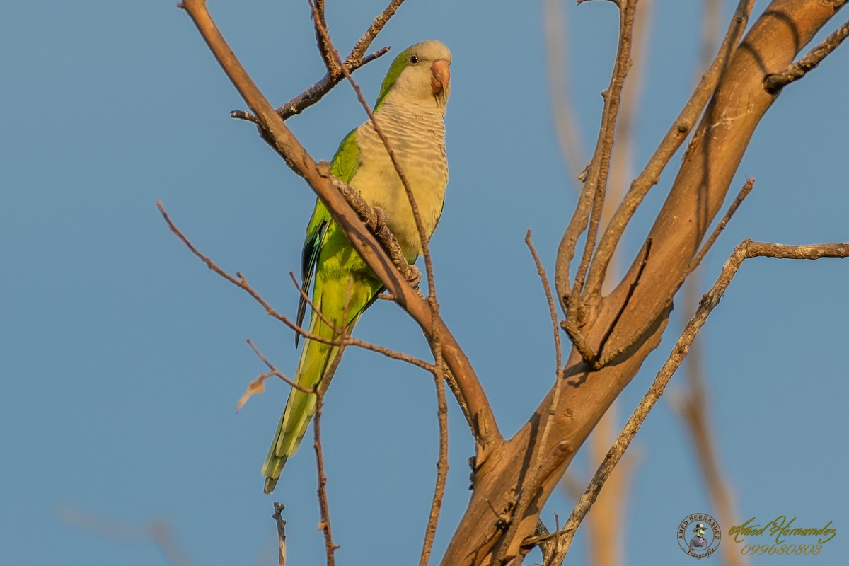 Monk Parakeet - Amed Hernández