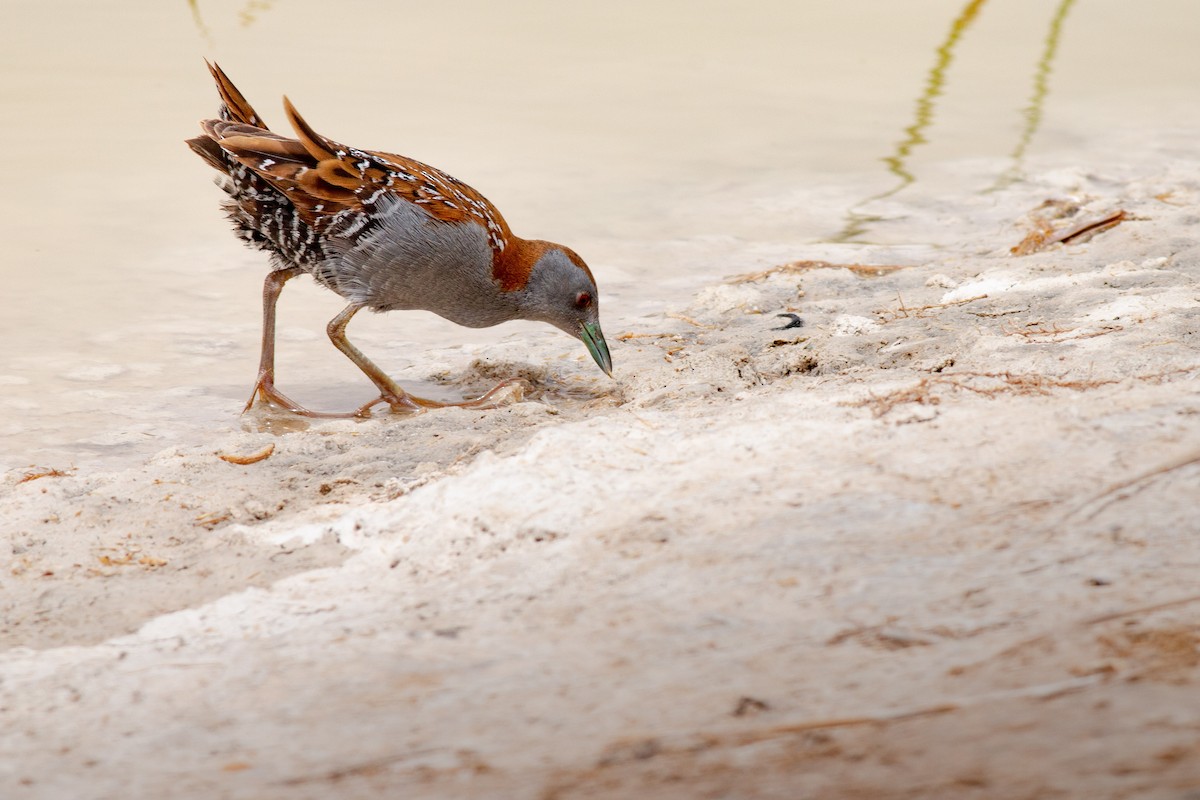 Baillon's Crake - ML169057611