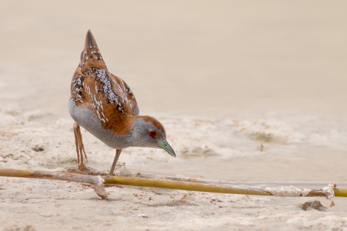 Baillon's Crake - ML169057621