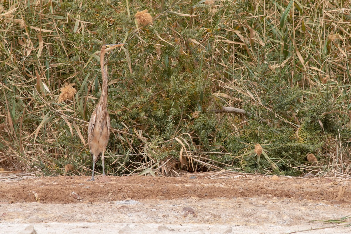 Purple Heron - ML169058181