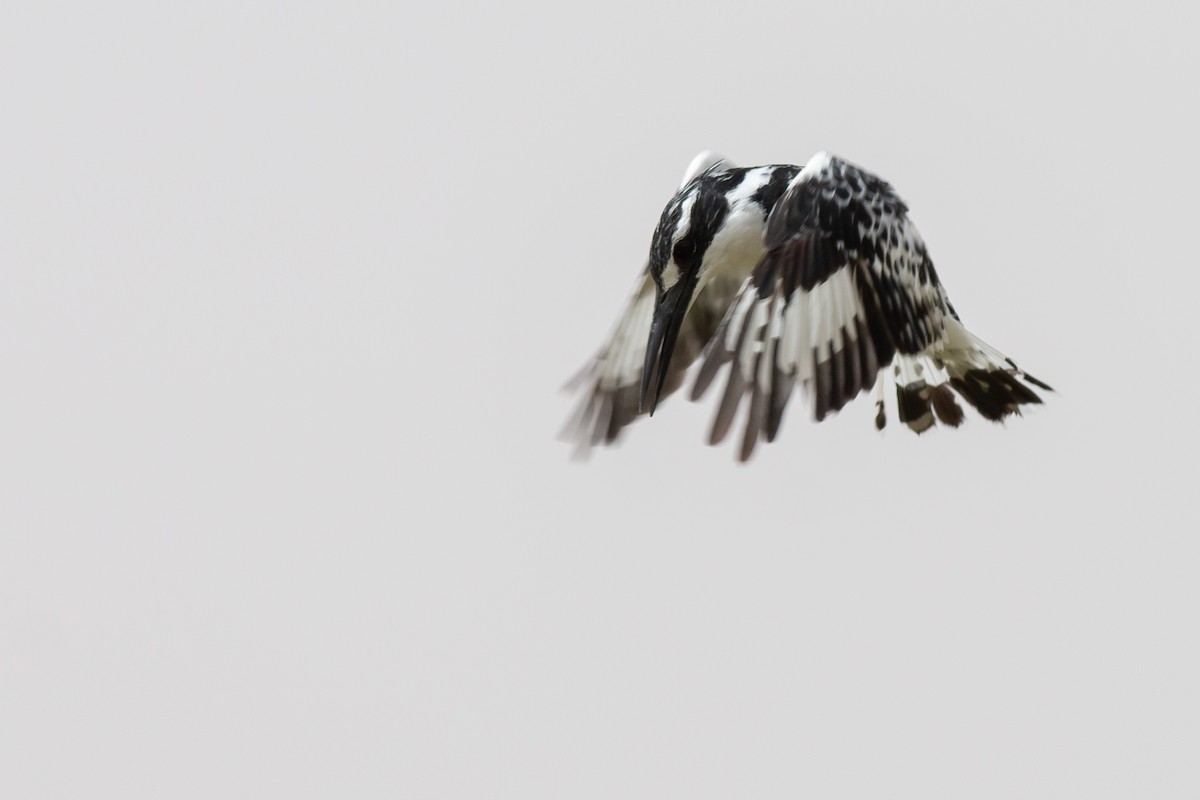 Pied Kingfisher - ML169060161