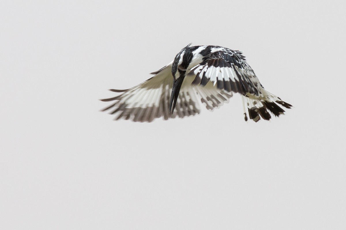 Pied Kingfisher - ML169060181