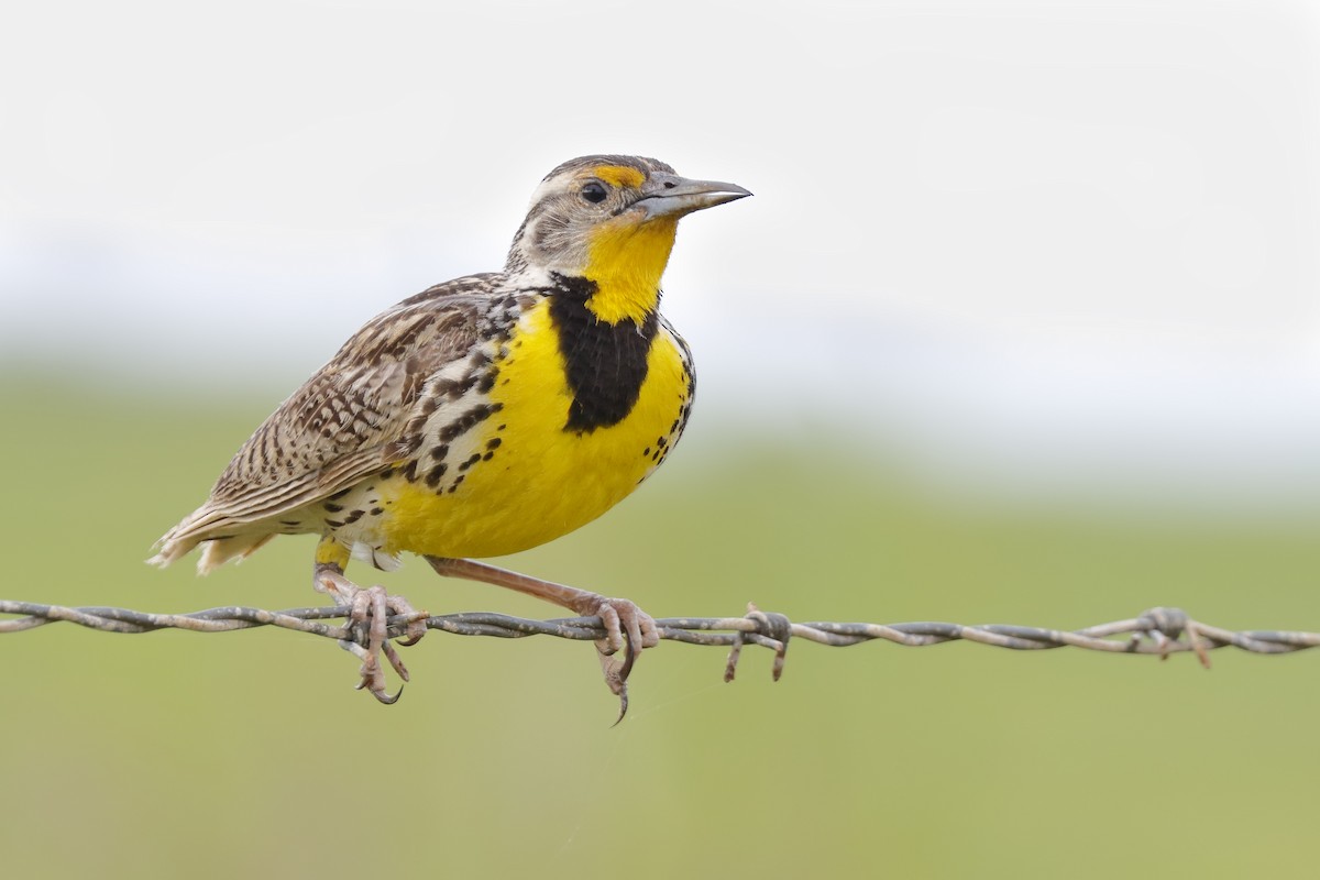 Western Meadowlark - ML169062631