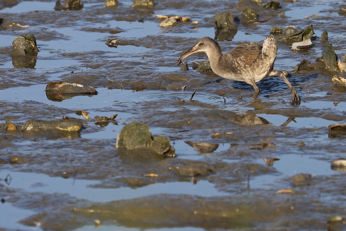Clapper Rail - Rob Bielawski