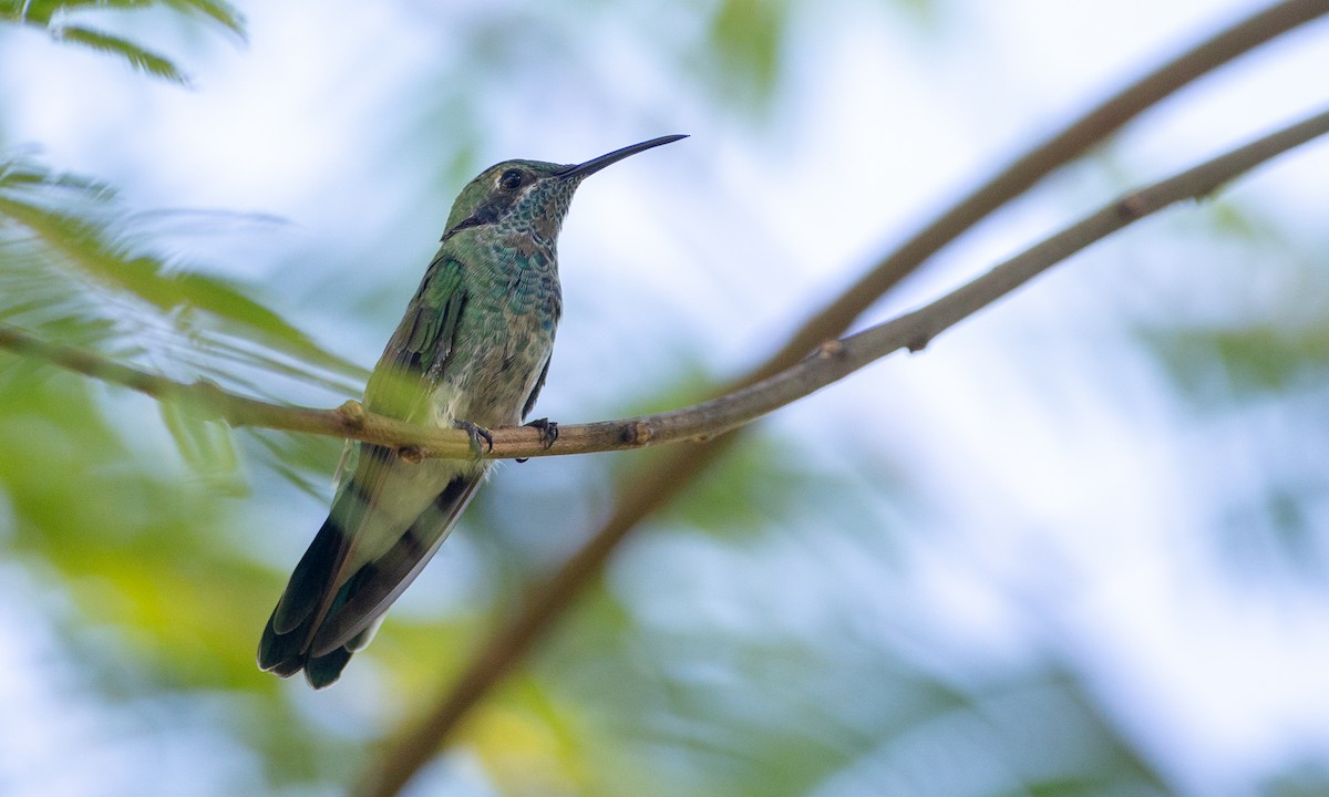 Colibrí Orejimorado - ML169066911