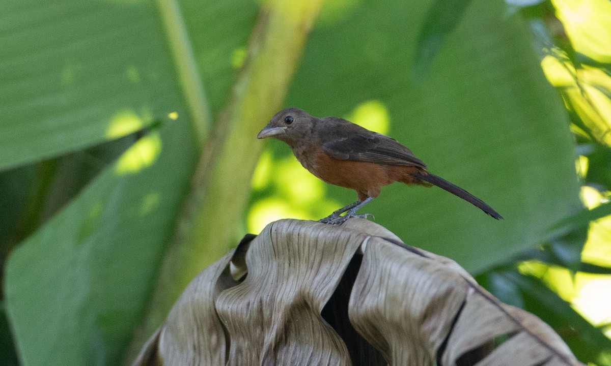 Brazilian Tanager - ML169066921