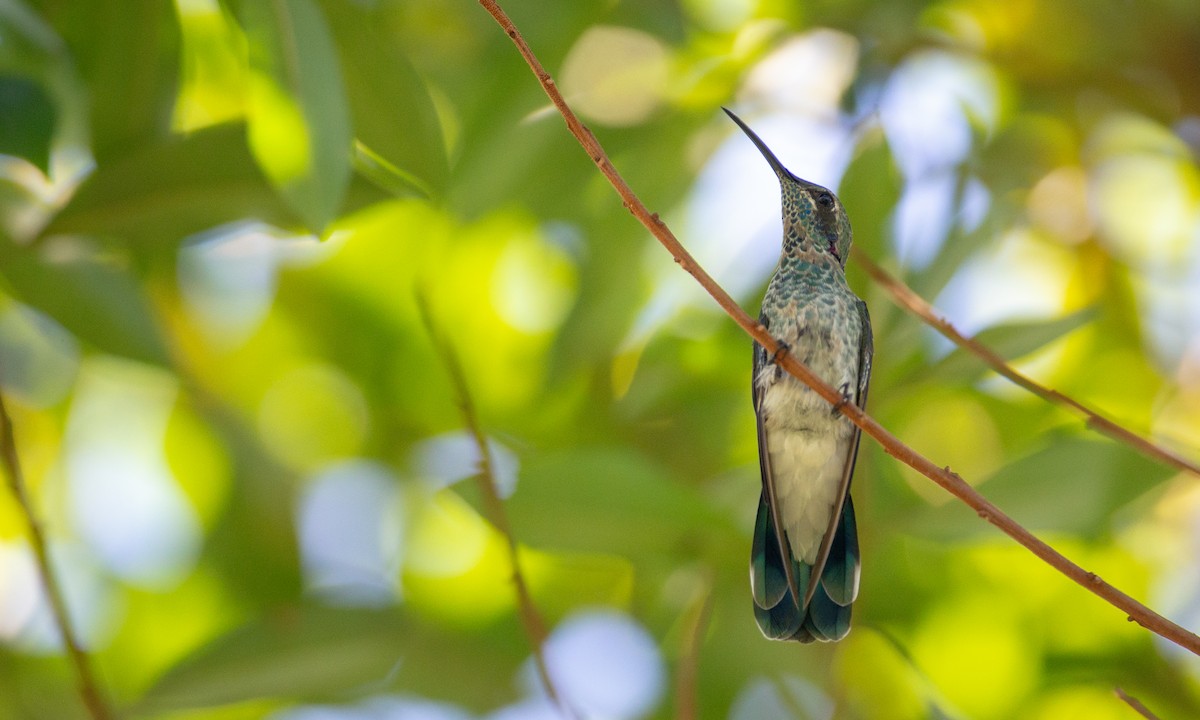 Colibrí Orejimorado - ML169066971