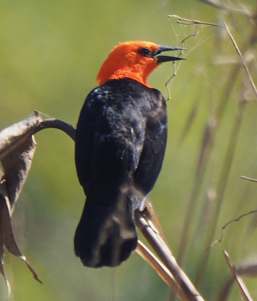 Scarlet-headed Blackbird - ML169067401