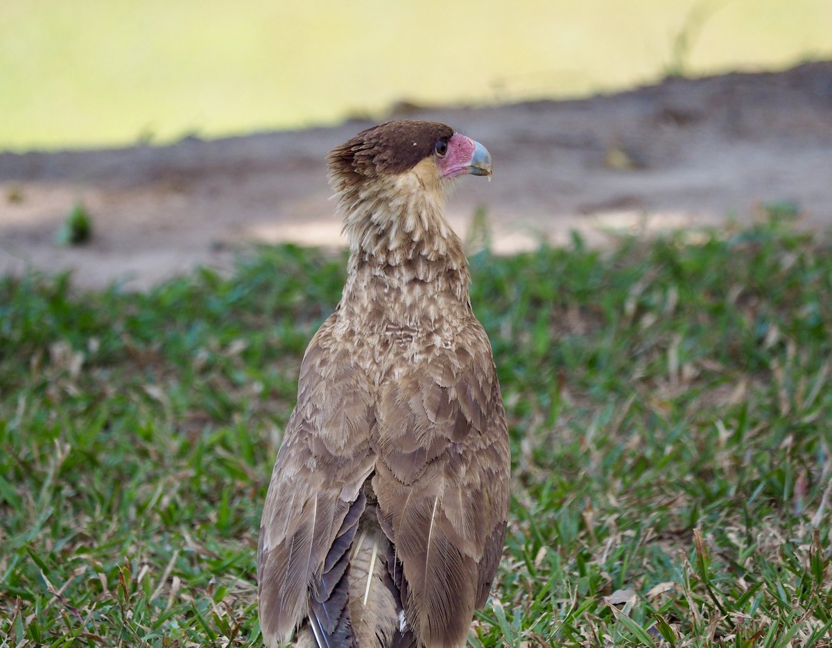 Caracara huppé (plancus) - ML169068191