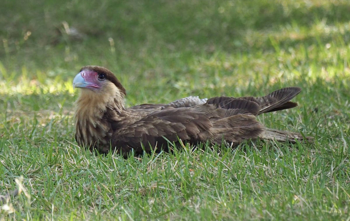 Caracara huppé (plancus) - ML169068201