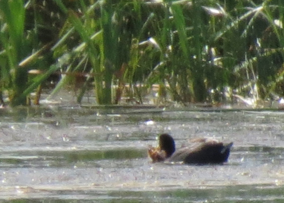 American Coot - ML169068931