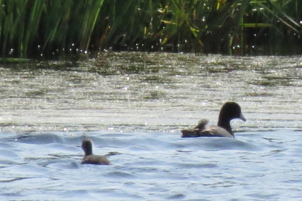 American Coot - ML169068941