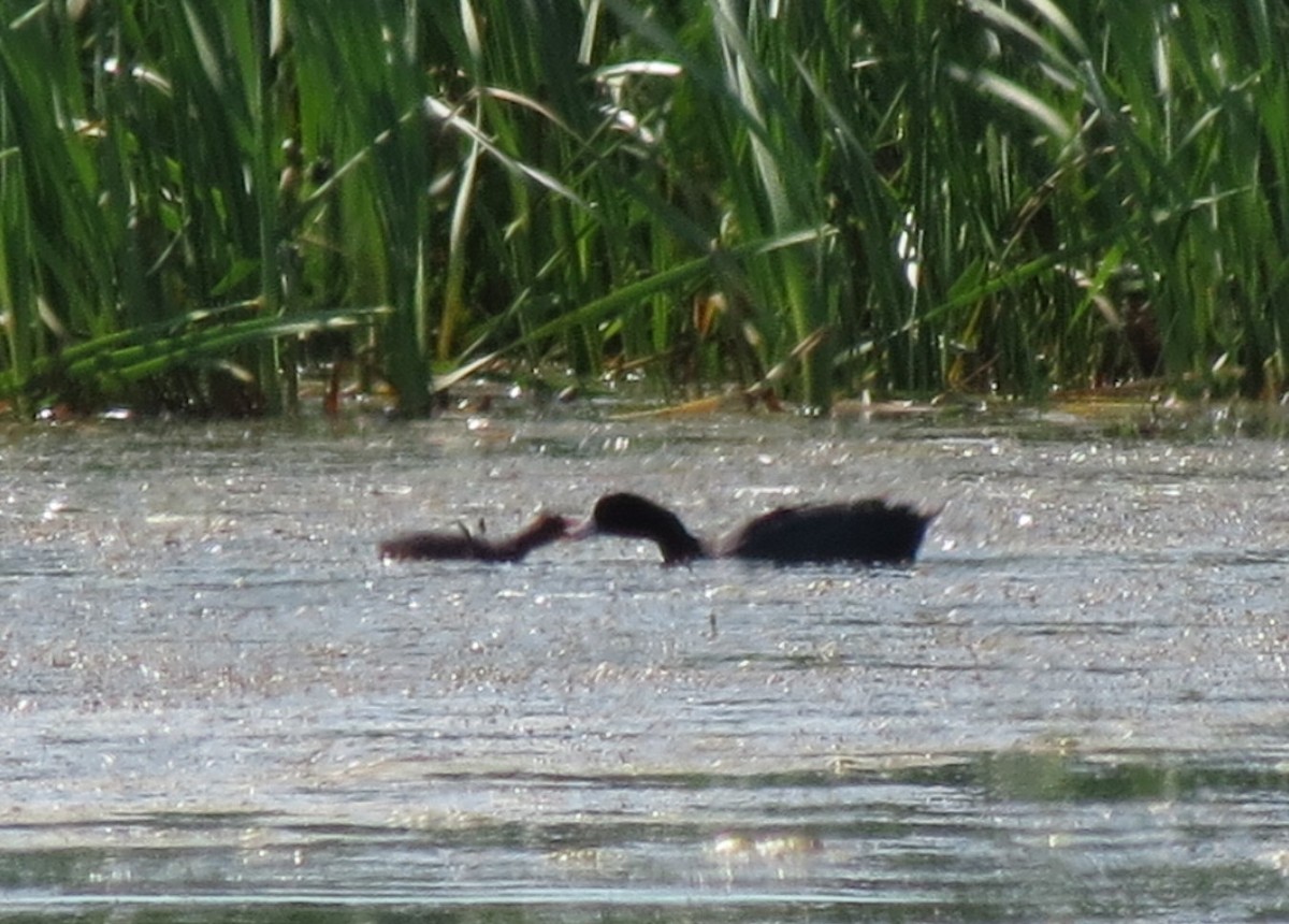 American Coot - ML169068961