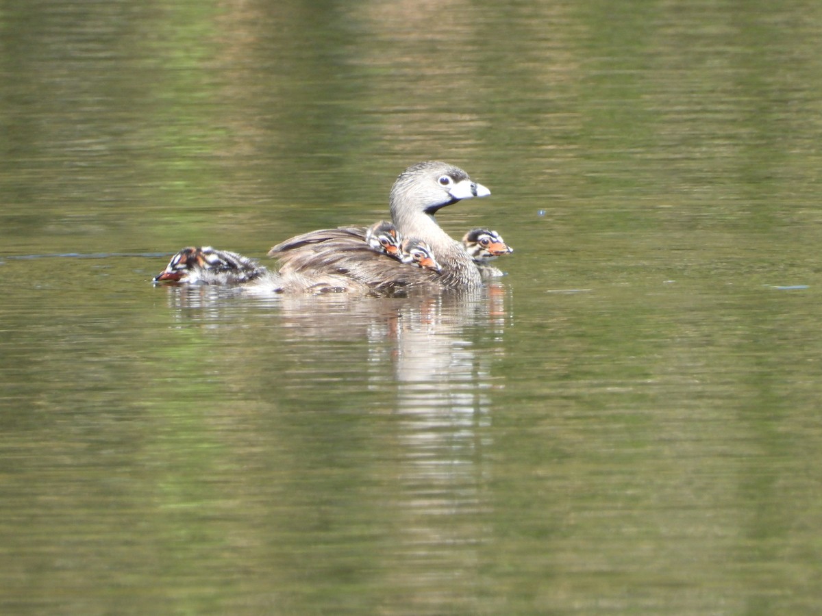 Pied-billed Grebe - Martha Cartwright