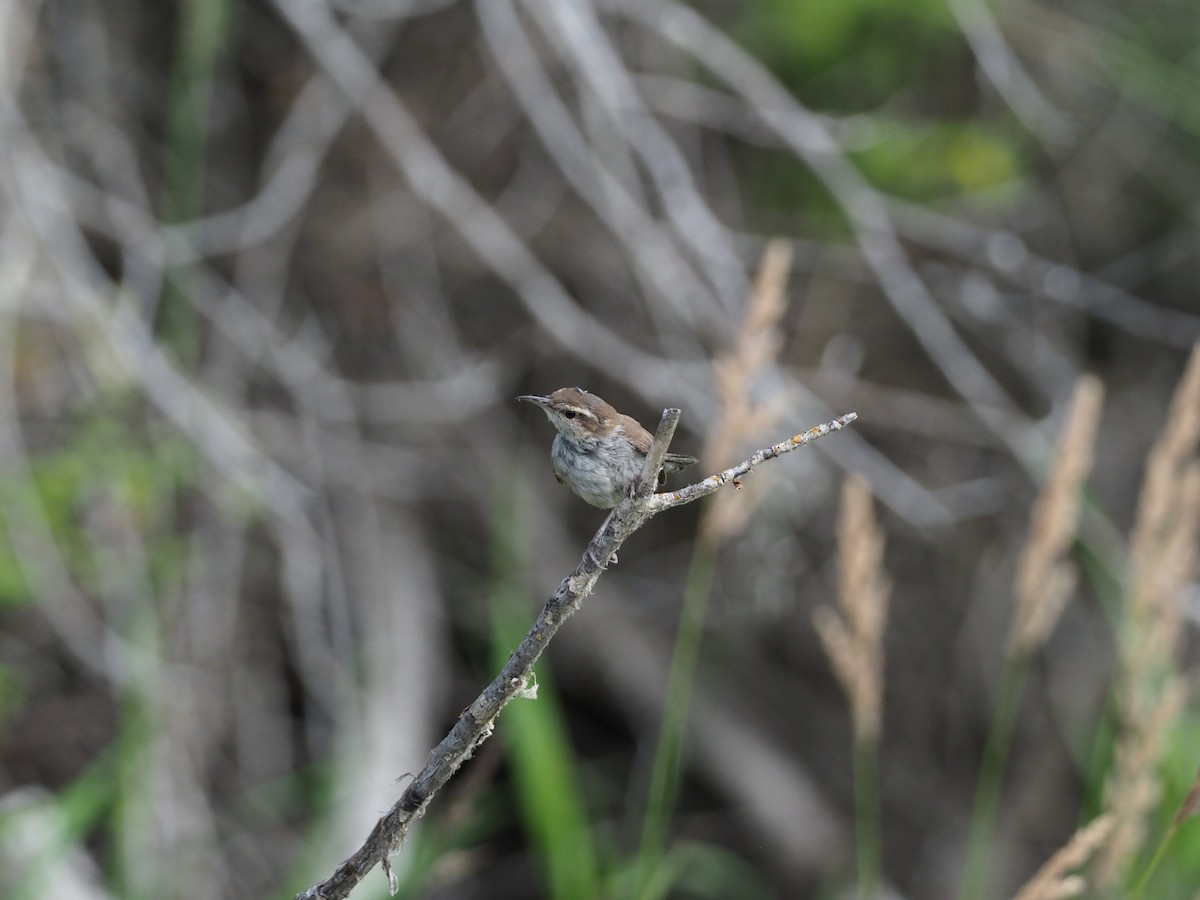 Bewick's Wren - ML169070101