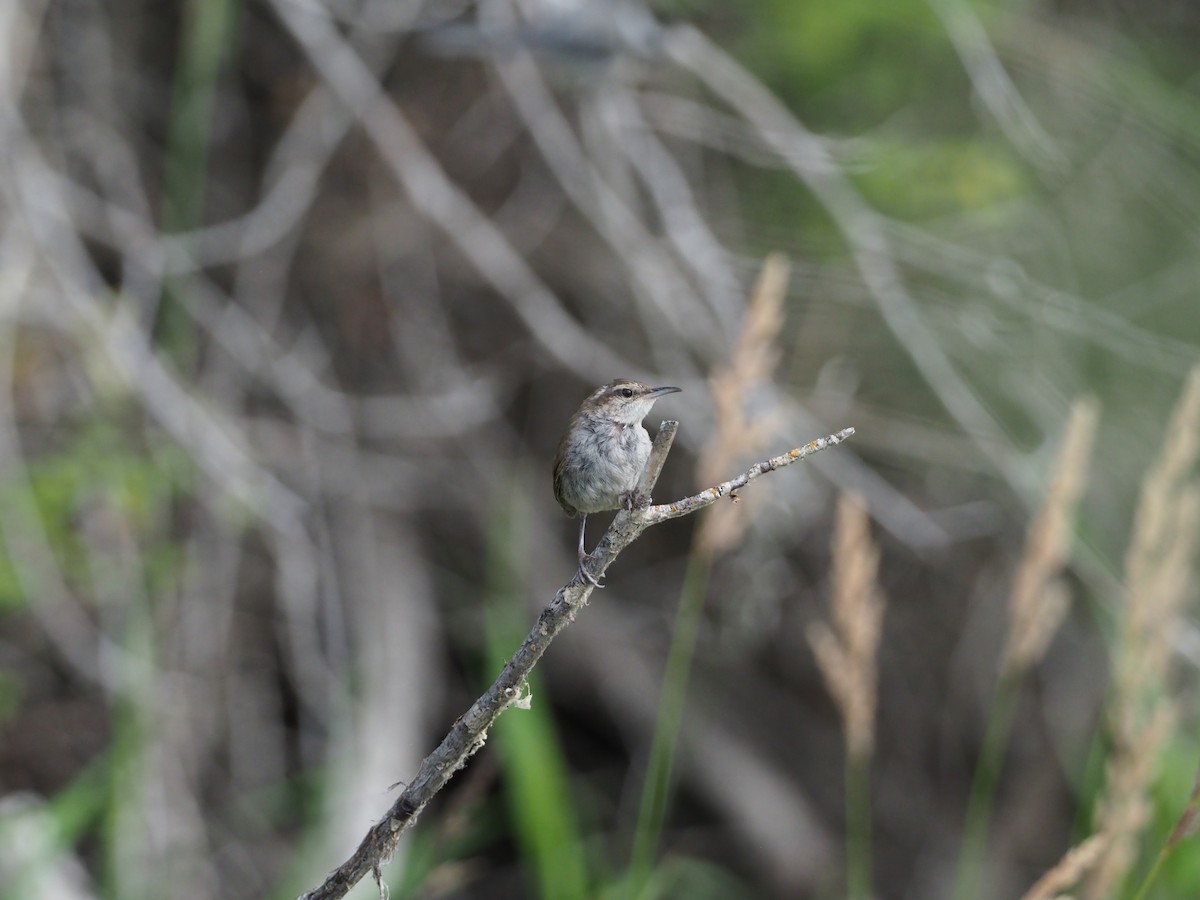 Bewick's Wren - ML169070121