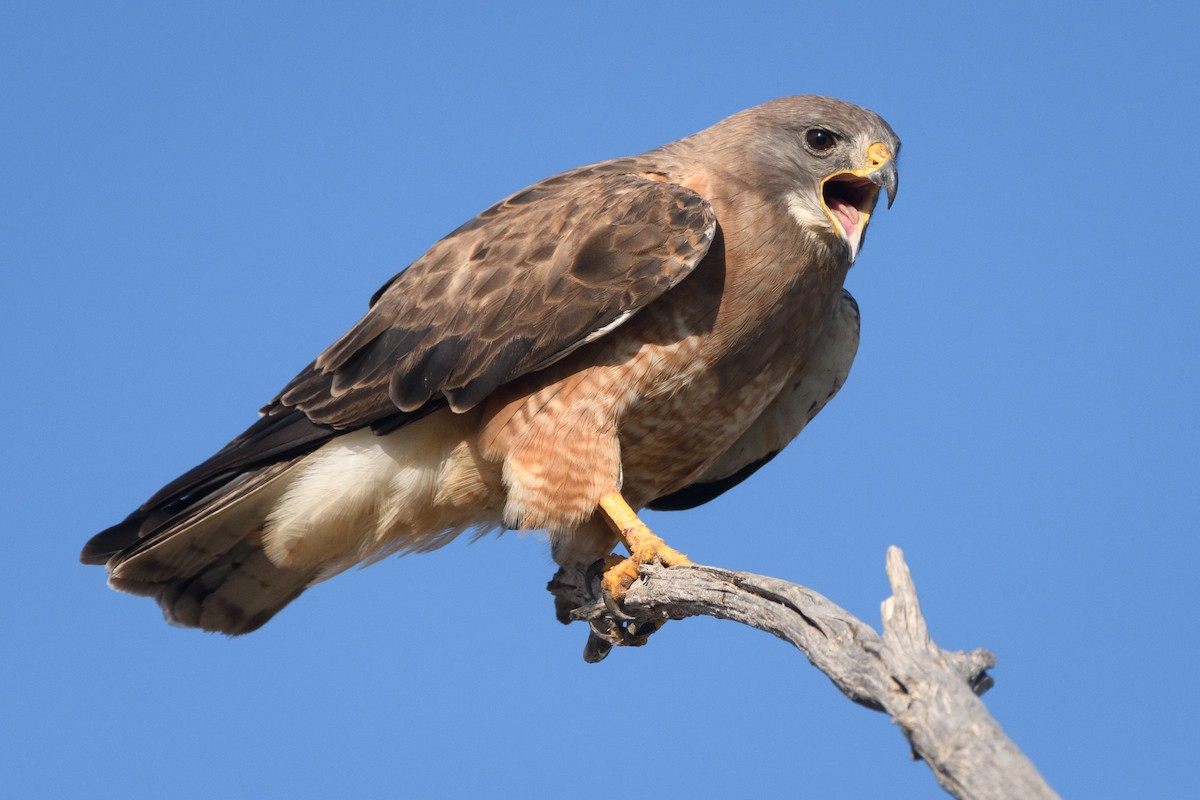 Swainson's Hawk - ML169070481