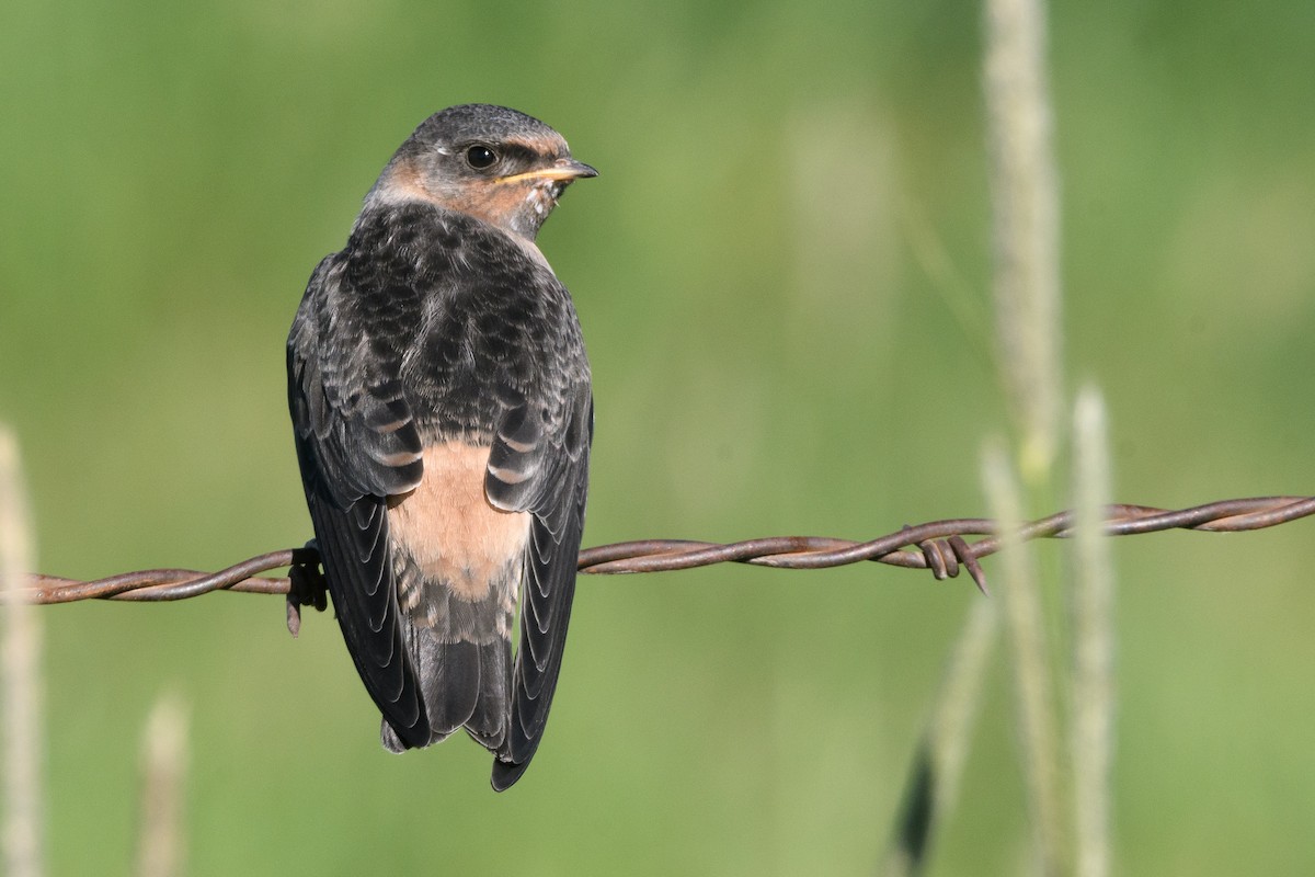 Cliff Swallow - ML169071051