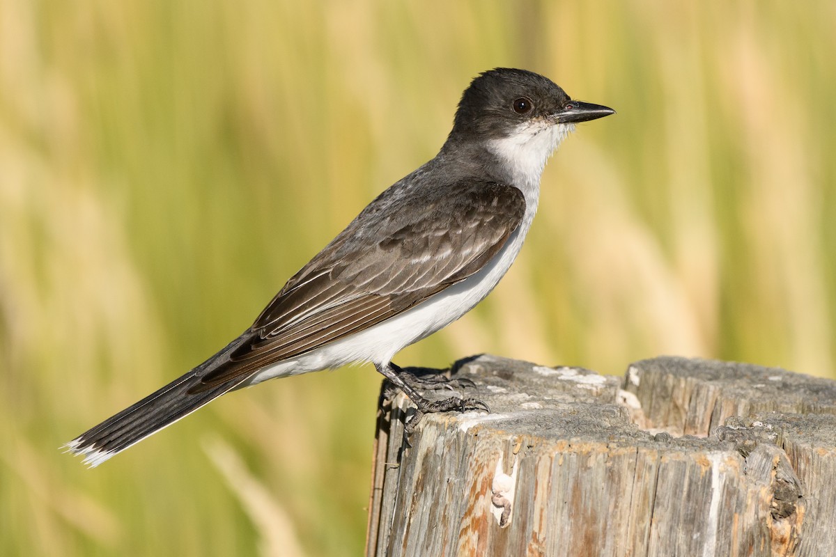 Eastern Kingbird - ML169071581