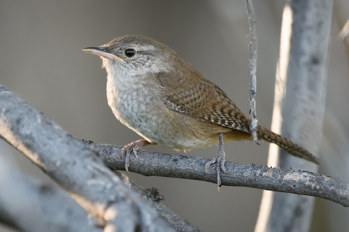 House Wren - ML169071721