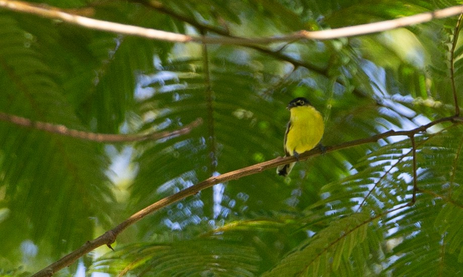 Common Tody-Flycatcher - ML169072891