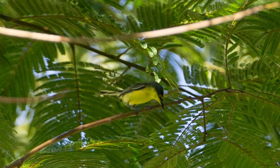 Common Tody-Flycatcher - ML169072911