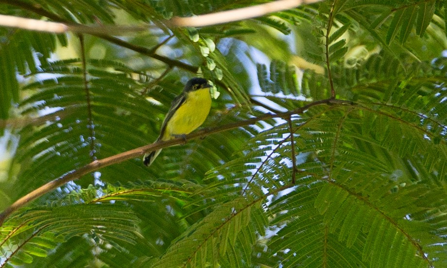 Common Tody-Flycatcher - ML169072931