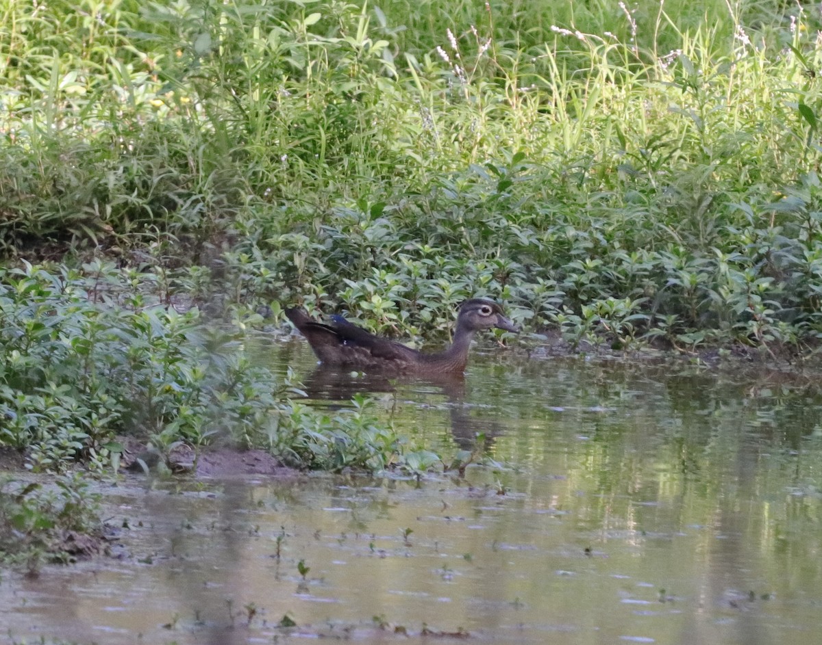 Wood Duck - ML169073421