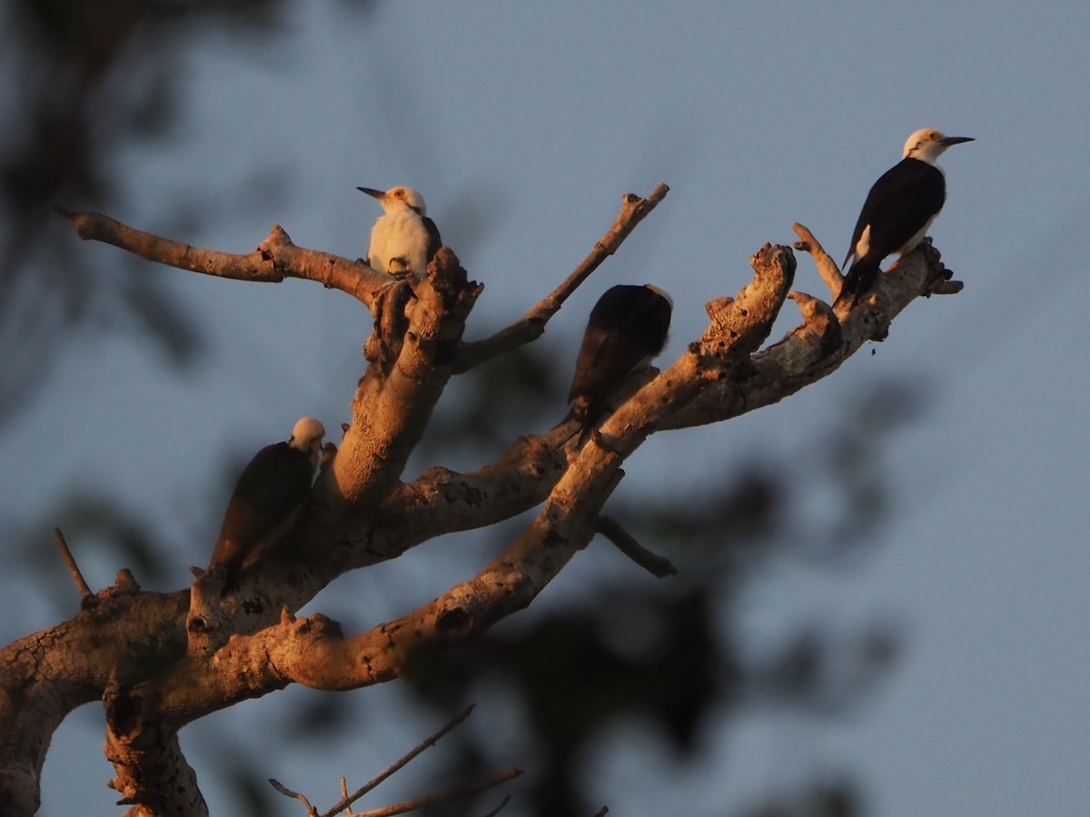 White Woodpecker - ML169074711