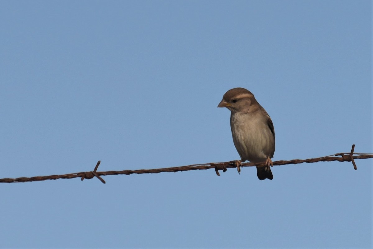 House Sparrow - ML169078371